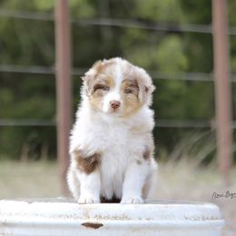 Australian Shepherd Puppies from Broken Arrow Australian Shepherds