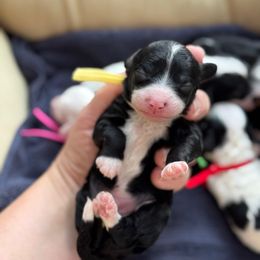 Scarecrow - Black and white male Sheepadoodle puppy in Wharton, Texas from Little Fur Friends