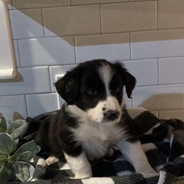 Australian Shepherd Puppies from Ozark Mountain Aussies