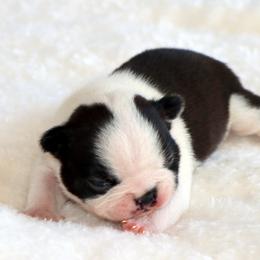 Anna - Black and white female Boston Terrier puppy in Winnsboro, Texas from JP Ranch Bulldogs