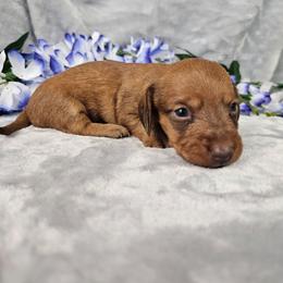 Petey - Red male Dachshund puppy in Florence, Arizona from Doxie Town Az