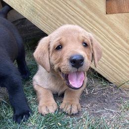 Labrador Retriever Puppies from Westbrook UK Labs