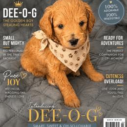 Dee-o-g - Apricot male Goldendoodle puppy in Aurora, Illinois from Chicago Goldendoodles
