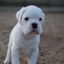 Boxer and Cane Corso Puppies from Soaring Royalty Canines LLC