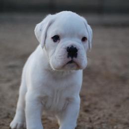 Boxer and Cane Corso Puppies from Soaring Royalty Canines LLC