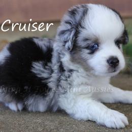 Cruiser - Blue merle male Toy Australian Shepherd puppy in Godley, Texas from Flying H Toy and Mini Aussies