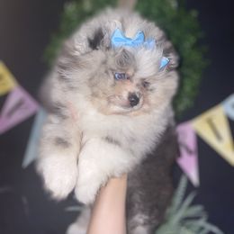 Pomeranian Puppies from Parrish Pomeranians