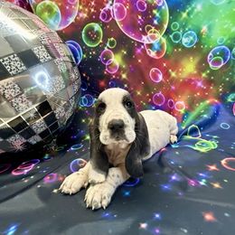 Cuthbert - Black and white male Basset Hound puppy in Winston Salem, North Carolina from LaythStone