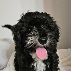 Boy 3 - Black male Whoodle puppy in O'neill, Nebraska from Willowdale Doodles