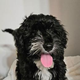 Boy 3 - Black male Whoodle puppy in O'neill, Nebraska from Willowdale Doodles