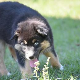 Nellie - Black tri-color female Australian Shepherd puppy in Oak Hill, Florida from Swingin T Ranch LLC