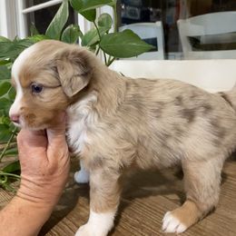 Miniature Australian Shepherd Puppies from Bar C Aussies