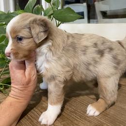 Miniature Australian Shepherd Puppies from Bar C Aussies