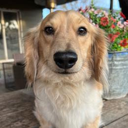 Milo - Dachshund