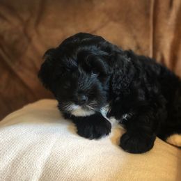 Portuguese Water Dog Puppies from Lakehouse Porties