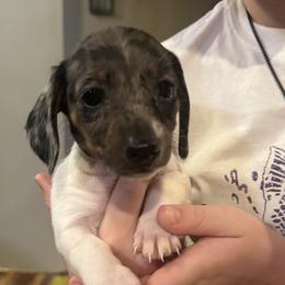 Dachshund puppies from Bear Creek Mini Dachshunds
