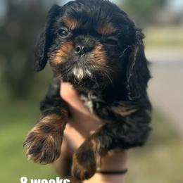 Lil Boo - Black and tan male Cavalier King Charles Spaniel puppy in Broken Arrow, Oklahoma from Cavalier King Charles Heartland