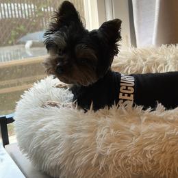 Jack - Yorkshire Terrier