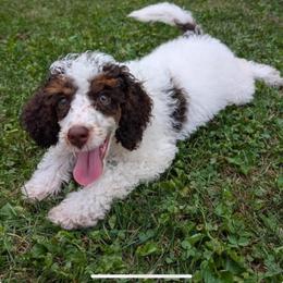 Dodger - Poodle