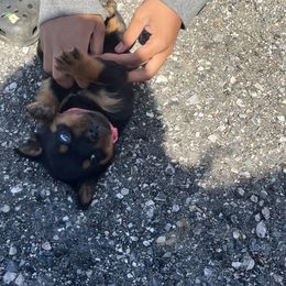 French Bulldog and Rottweiler Puppies from MBArotties_frenchies