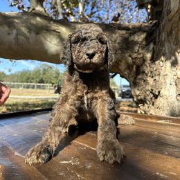 Boy 3 - Phantom male Goldendoodle puppy in Fruitland Park, Florida from Mount Doodles