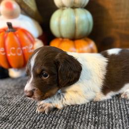 Mia - Chocolate female Dachshund puppy in Keota, Oklahoma from Skyview Doxie Ranch