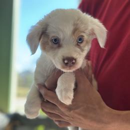 Crème - Yellow male Miniature Australian Shepherd puppy in Big Pine Key, Florida from Smushy Pups