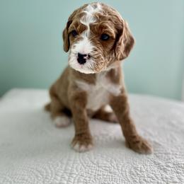 Ace - Red  male Goldendoodle puppy in Stanford, Kentucky from Holloway Goldendoodles