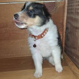 Dodger - Black white and tan male Collie puppy in Montpelier, Virginia from Gun Barrel Collies