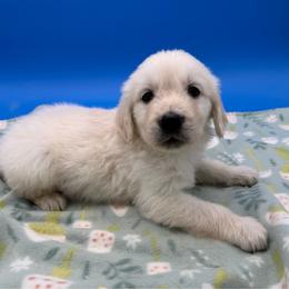 Sprite - Male 3 - Light golden male Golden Retriever puppy in Spanaway, Washington from 11 Oaks Kennels