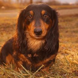 Scooter - Dachshund