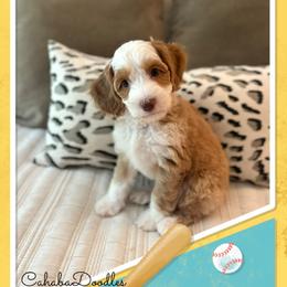 Timmy - Caramel cream male Australian Labradoodle puppy in Trussville, Alabama from Cahaba Doodles