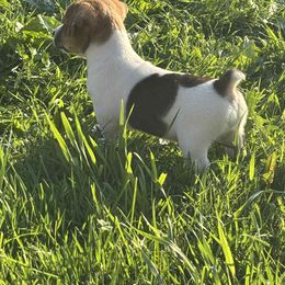 Jack Russell Terrier and Labrador Retriever Puppies from Rose Haven farm