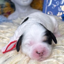 Jane - Chocolate female Australian Labradoodle puppy in Decatur, Alabama from Southern Meadows Doodles