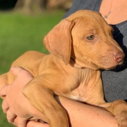 German Shorthaired Pointers and Rhodesian Ridgebacks from Kandarin Kennels