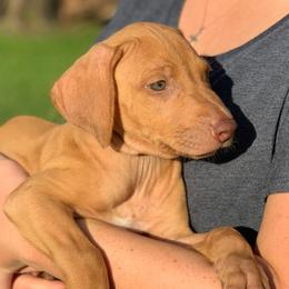 German Shorthaired Pointers and Rhodesian Ridgebacks from Kandarin Kennels