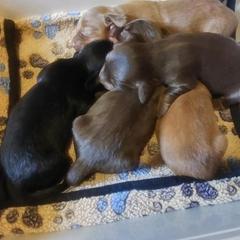 Dachshund Puppies from Kristine Emery's Dachshunds