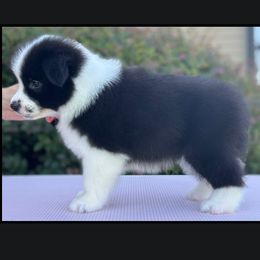 Tegan - Black female Border Collie puppy in Dunn, North Carolina from Coylety Kennel