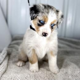 Jasmine - Blue merle female Australian Shepherd puppy in Falcon, Missouri from www.maubachranch.com