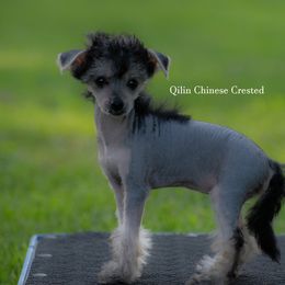 Chinese Crested Puppies from Qilin Chinese Crested