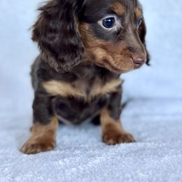 Storm - Chocolate female Dachshund puppy in Lake City, Florida from KNG FARMS