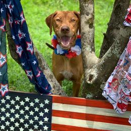 Rexy - Rhodesian Ridgeback