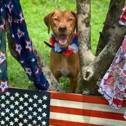 Rexy - Rhodesian Ridgeback