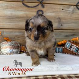 Charmayne James - Blue merle female Miniature Australian Shepherd puppy in El Dorado Springs, Missouri from OR Aussies