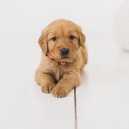 Golden Retriever Puppies from Bright Side Goldens