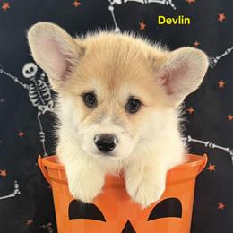 Devlin - Red male Pembroke Welsh Corgi puppy in Murchison, Texas from Cattal Corgis