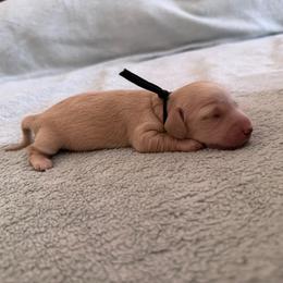 Black Collar Boy - Cream male Dachshund puppy in Descanso, California from Kendaline Kennels