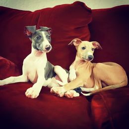 Italian Greyhound Puppies from Divine Italian Greyhounds