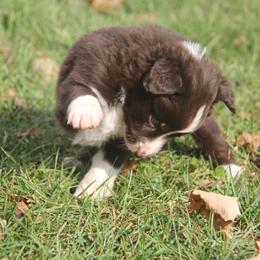 Border Collie, English Setter, and Miniature American Shepherd Puppies from First Harmony Farms