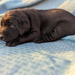 Dilute Retriever and Labrador Retriever Puppies from LC Hunting Labs, LLC.